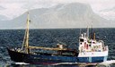 Havgull Arild Engelsen Havgull Arild Engelsen