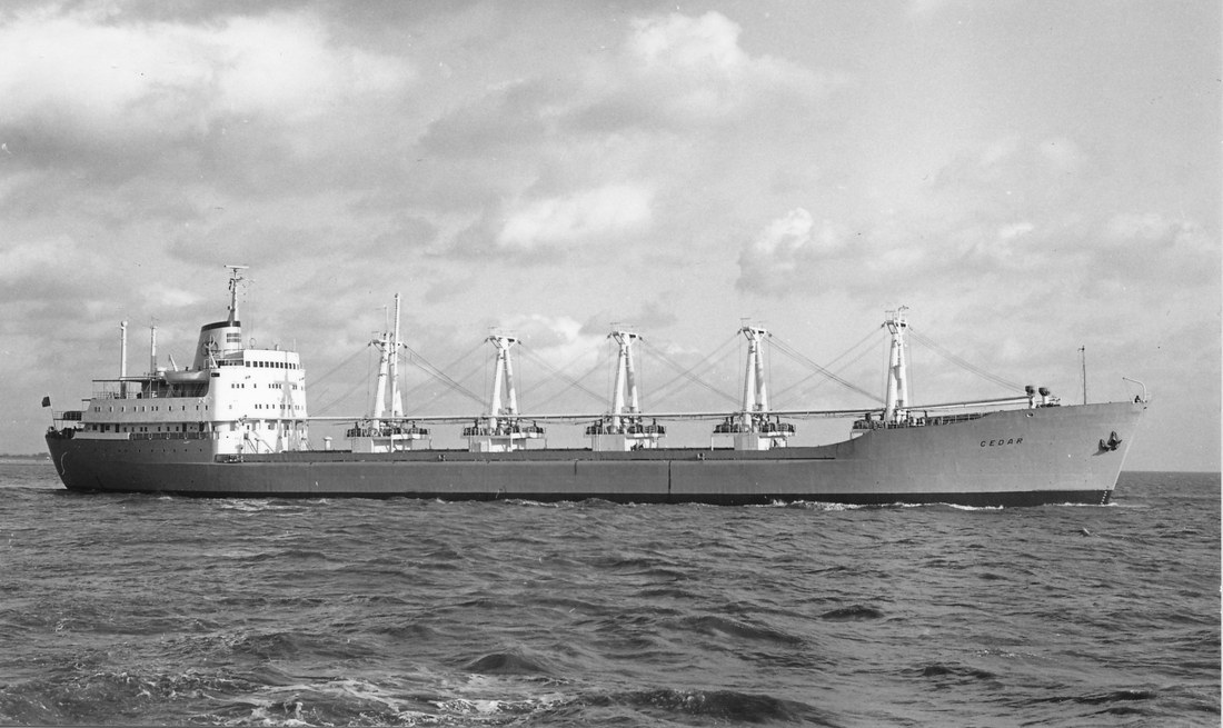 Cedar (1963) Cedar (1963)